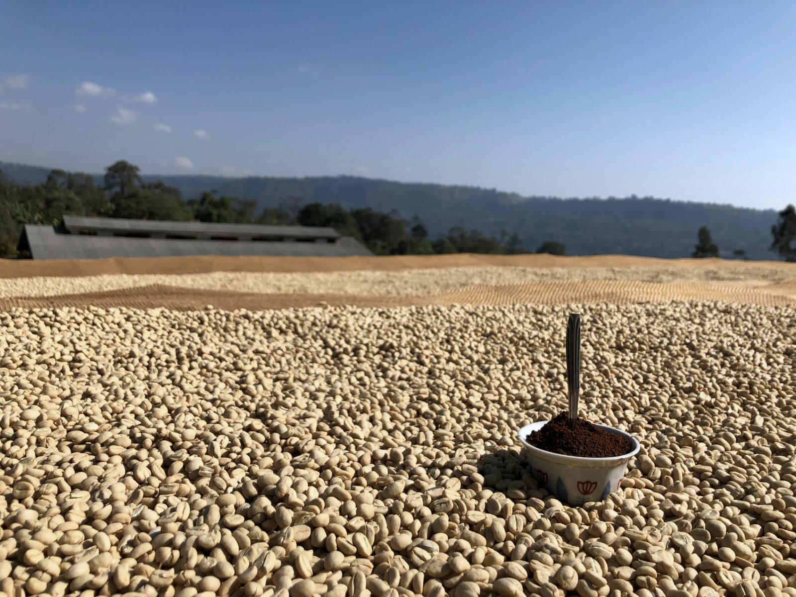 Smallholder Producer Direct Export Program:  Ethiopia